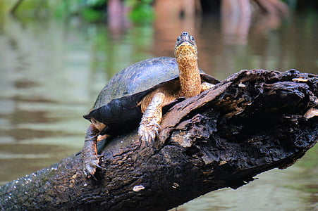 Schildkröte, Fluss, Tortuguero