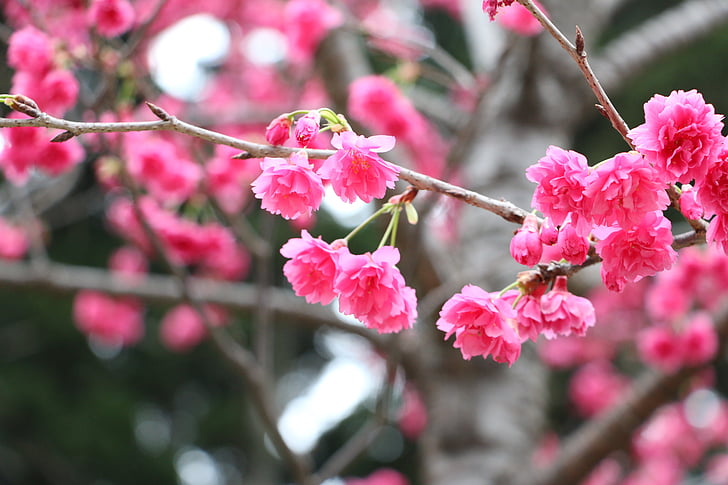 fiori di ciliegio, età di Chung cheng leggere don fiori 櫻, sala lettura di età di Chung cheng