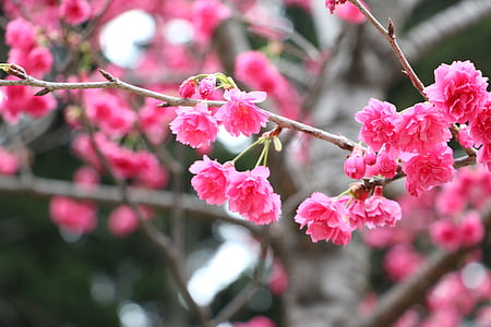 Trešnjin cvijet, Chung cheng godina pročitao don 櫻 cvijeće, Chung cheng dob čitanja dvorana
