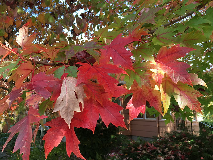 jeseni, Jesenski listi, rdeča, spadajo listi ozadje, padec ozadje, javor, padec listje