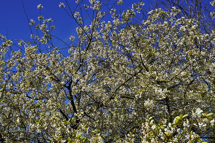 almafa, Apple tree virágok, Sky, természet, Bloom, gyümölcsös, fehér