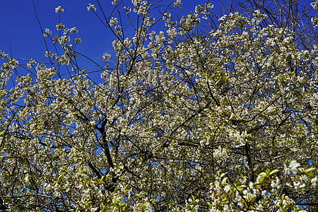 apple tree, apple tree flowers, sky, nature, bloom, orchard, white