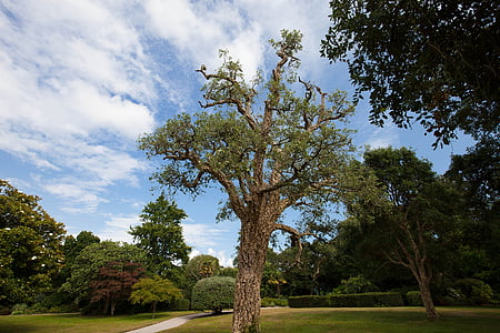 cork oak, quercus suber, evergreen broadleaf, park, trees, meadow, solitaire