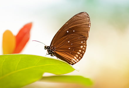 mariposa, hoja, insectos, verano, macro, fotografía de vida silvestre, cerrar
