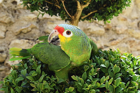папагал, птица, животни, животните, природата, домашни любимци, дива природа