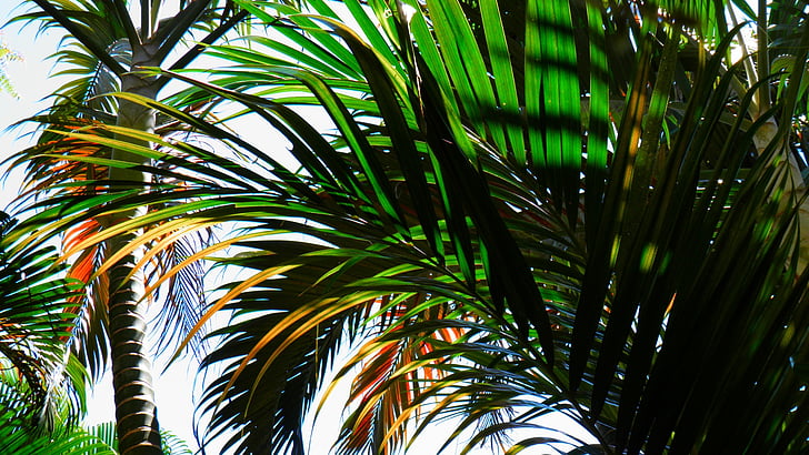 Дерево пальмы, пляж, тропический, Флора, Кокосовая пальма, тихий, Бразилия