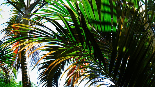 palmier, plage, Tropical, flore, cocotier, calme, Brésil