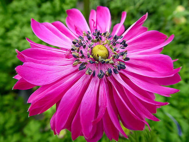 anemone, flower, spring, pink, ranunculaceae, pink color, petal