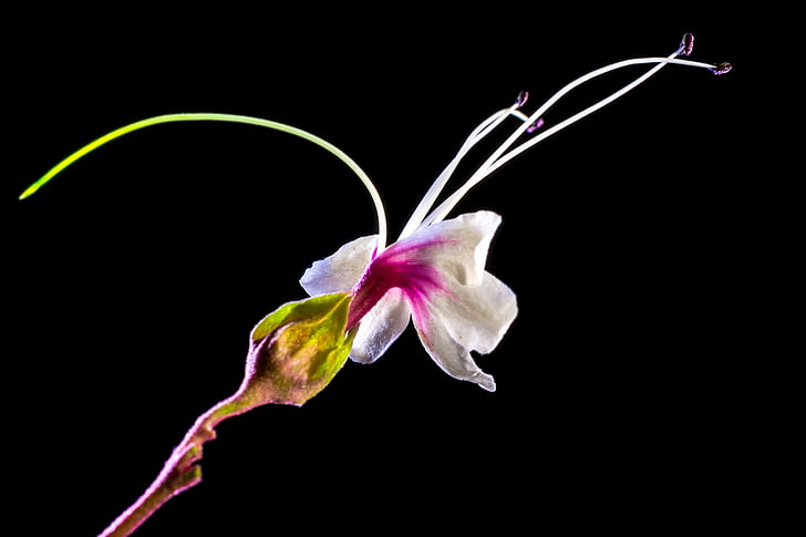 Αγριολούλουδο, λουλούδι, άνθος, άνθιση, λευκό ροζ