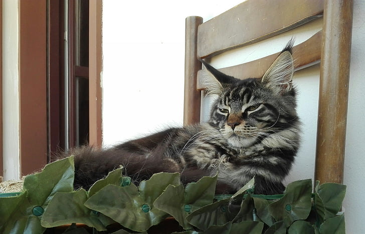 mainecoon, couchage chats, chat, chaton, chatons, animaux, animaux de compagnie