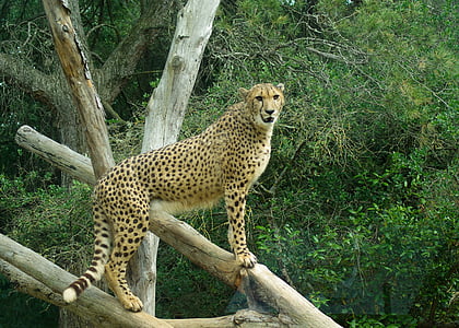 Cheetah, feline, gulbrun, vilt dyr