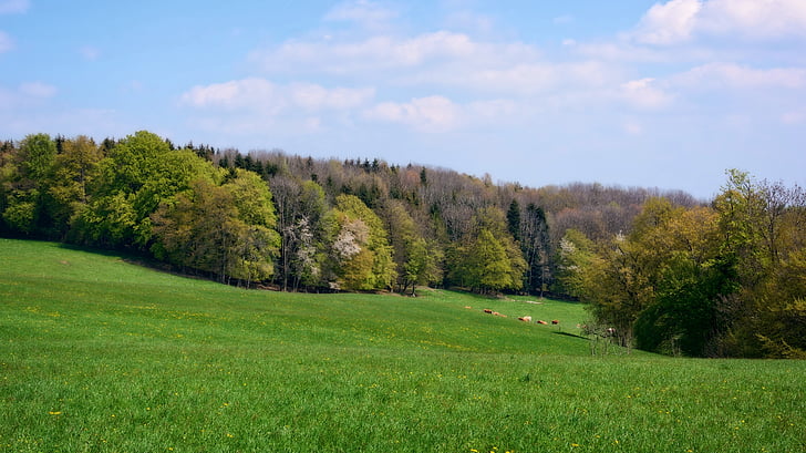 miško, Gamta, pieva, ganyklos, kraštovaizdžio, pavasarį, Bavarija