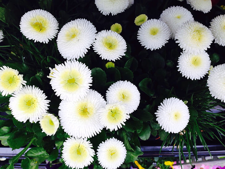 ดอกไม้, สีขาว, ฤดูร้อน, ธรรมชาติ, โรงงาน, ดอกไม้