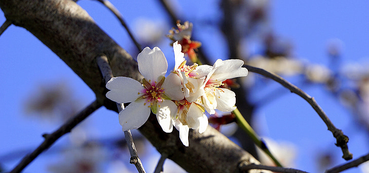 mandli lill, õitsemise, kevadel, veebruar, valged lilled, loodus, mandlipuu