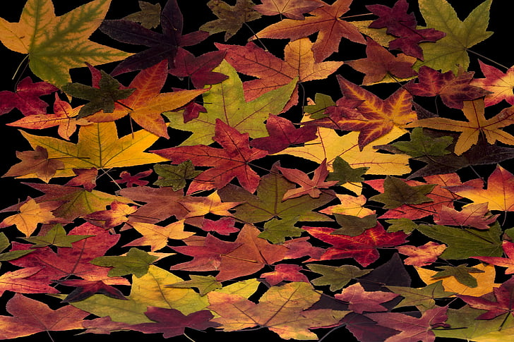 leafes, træ blade, farverige, sammensætning, arrangement, løv, design