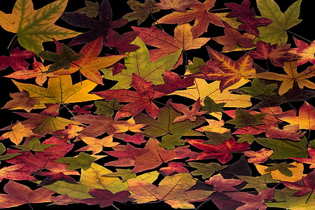 leafes, listy stromů, barevné, složení, uspořádání, listoví, návrh