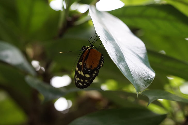 butterfly, tropical, exotic, tropical house, butterfly house, leaf, wing
