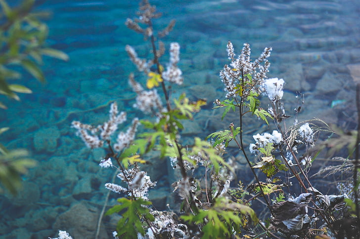 bela, petaled, cvet, v bližini:, telo, vode, dnevno