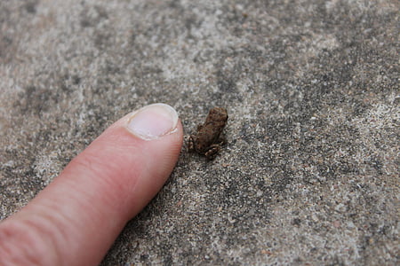 kikker, Tiny Kikker, wormsalamanders, dier, kleine, schattig, natuur