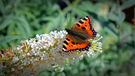나비, 작은 여우, aglais urticae, 쐐기 풀 나비, 오렌지, 곤충, 동물
