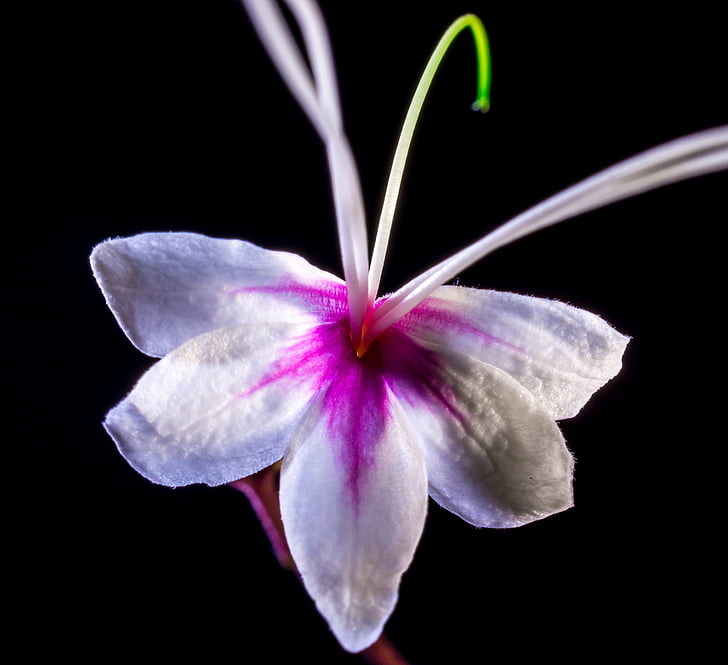 wild flower, flower, blossom, bloom, white pink, nature, plant