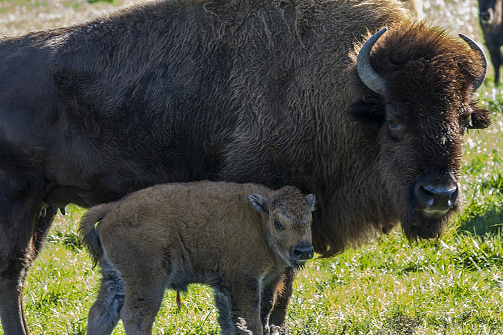 Buffalo, kalven, gård, landsbygdens, Baby, djur, bison