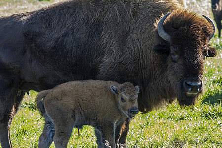 Buffalo, kalf, boerderij, platteland, baby, dier, bison