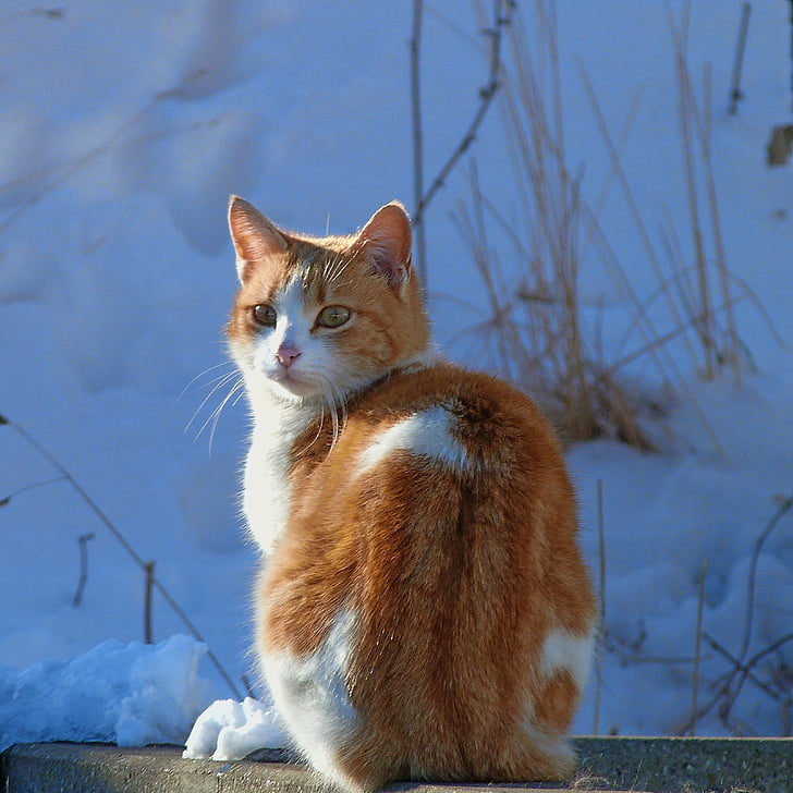 cat, company annimal, bicolor, light and shade, snow, cold, to warm