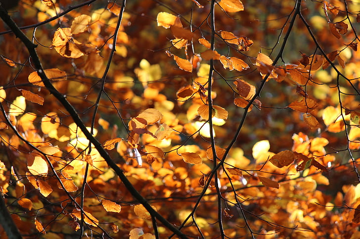listov, osvetlitev, jeseni