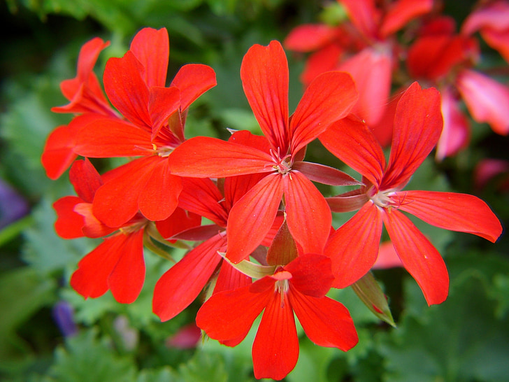 Gerani, flors de color vermell, flors, jardí, natural, floral