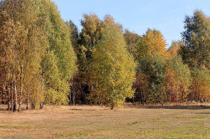 autumn colours, trees, fall color, golden autumn, forest, autumn mood, nature