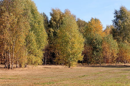 podzimní barvy, stromy, barevný podzim, zlatý podzim, Les, podzimní nálada, Příroda
