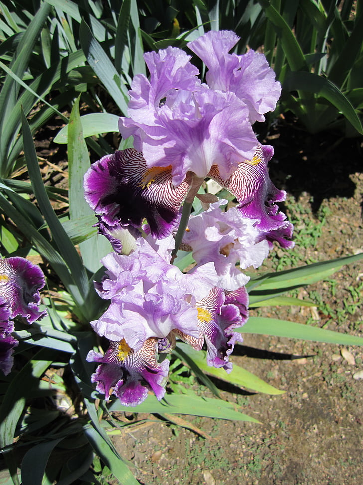 iris, flower, flowers, garden, nature, purple