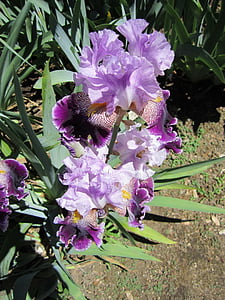 Iris, flor, flors, jardí, natura, porpra