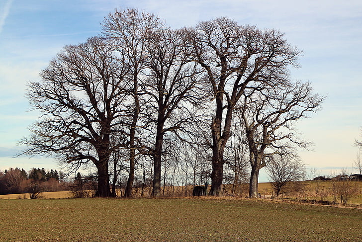 trees, grove of trees, group, field, tree, nature, outdoors