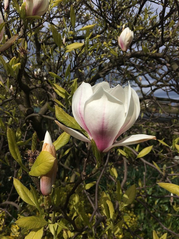 magnolia, tree, flower, nature, garden, spring, earth day