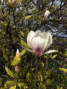 Magnolia, träd, blomma, naturen, trädgård, våren, jordens dag