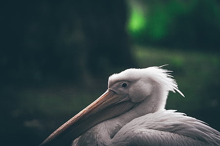 selektívne, zameranie, fotografovanie, biela, Pelican, zobák, vták