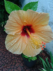 gul hibiscus, blomst, plante, vase, natur, regndråber, vanddråber