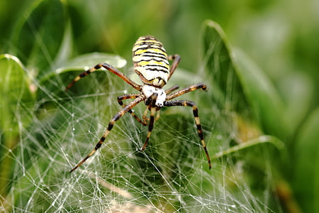 nhện, Vải, Spider web, Thiên nhiên, vĩ mô, arachnid, bản chất