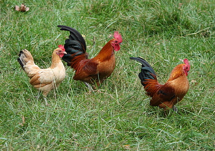 κόκορας, κοτόπουλα, όρνιθες, κοπάδι, αγροκτήματος, εγχώρια, κόκκορας