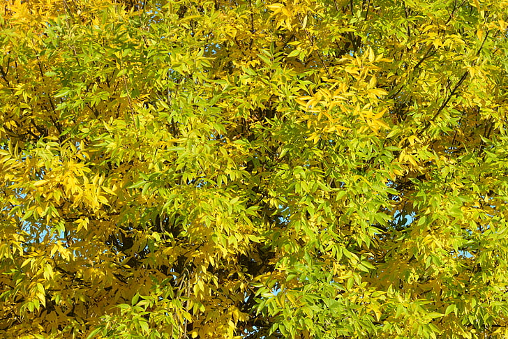 autunno, foglie, stagione, colori, giallo, natura, Priorità bassa