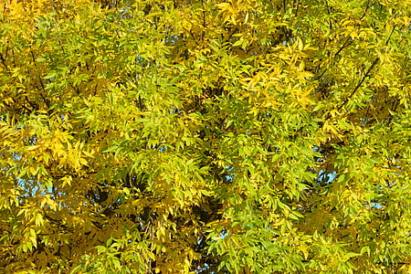 efterår, blade, sæson, farver, gul, natur, baggrund