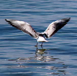 vatten fågel, Seagull, fladder, Wing, fjädra klänningen, sjön, Bodensjön