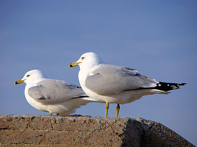 Seagull, Gaviota, pájaro, aves de orilla, pareja, gull del mar, aviar