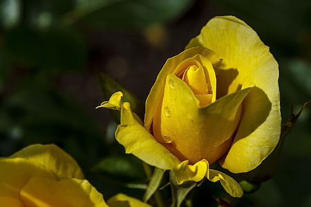 Rose, rumena, cvet, cvetnih listov, raste, blizu, makro