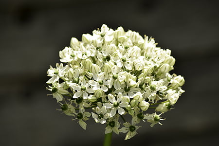 Yksittäinen kukka, makro, valkoinen, pää, kausi, Bloom, niitty