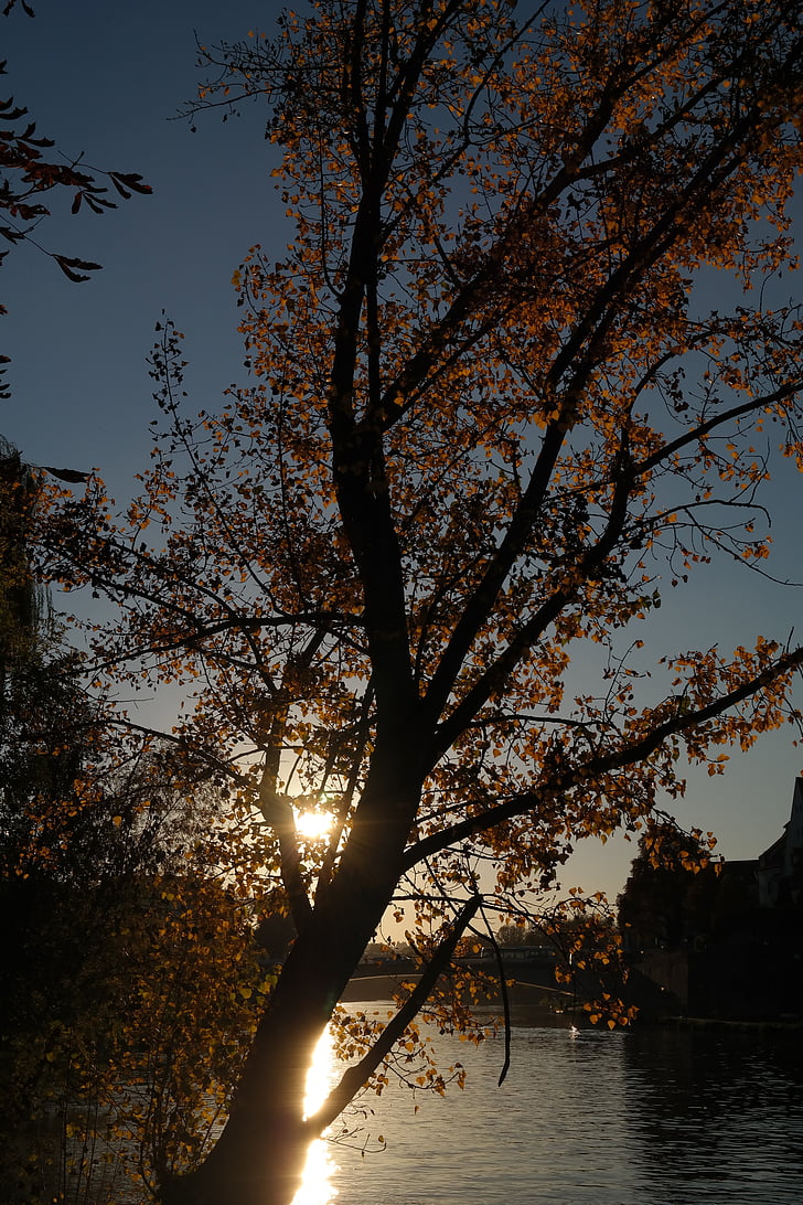solnedgång, solen, spegling, hösten, träd, Donau, floden
