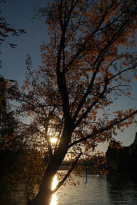 coucher de soleil, Dim, mise en miroir, automne, arbre, Danube, rivière