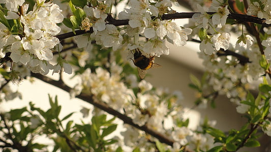 พลัม, ผึ้ง, ดอกไม้, ดอกไม้, ธรรมชาติ, การผสมเกสร, ต้นไม้